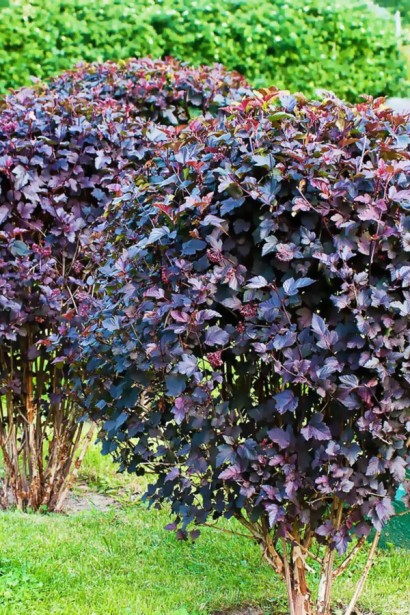 Пухироплідник калинолистий Діабло д Ор| Physocarpus Opulifolius Diable d’Or | Пузыреплодник Калинолистный Диабле д’Ор 